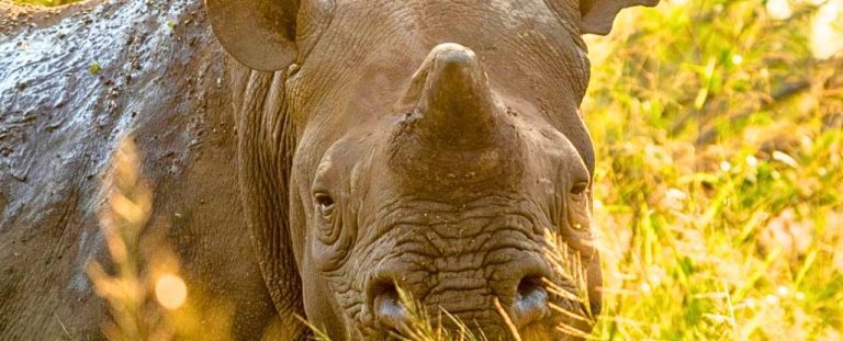 Rhinning Rhinos сокращает 78 % охоту – спасая жизни тысяч животных: Sciencealert